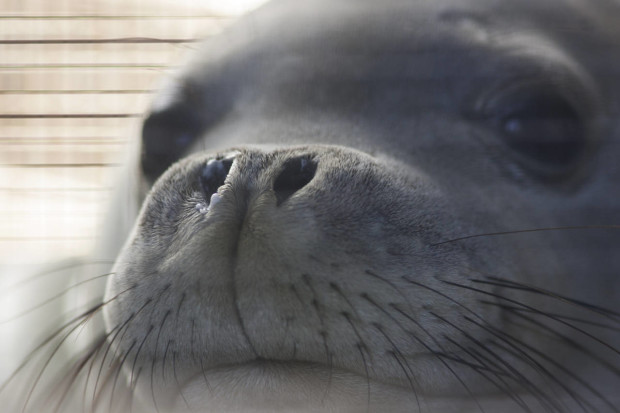 An endangered Hawaiian monk seal looks out from her container as she is transported from Hawaii’s Big Island to Honolulu, Thursday, April 14, 2016 in Kailua-Kona, Hawaii. Seven seals were found either abandoned or malnourished and were rescued by federal officials and then rehabilitated at a marine mammal hospital on the Big Island. The Coast Guard picked them up and flew them back to Honolulu Thursday for the first leg of their trip back to their native Northwestern Hawaiian Islands. (AP Photo/Caleb Jones)
