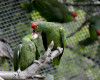 In this Wednesday, March 30, 2016 photo, parrots interact at SoCal Parrot, a parrot-rescue center, in Jamul, Calif. U.S. researchers are launching studies on Mexico’s red crowned parrot  - a species that has been adapting so well to living in cities in California and Texas after escaping from the pet trade that the population may now rival that in its native country. (AP Photo/Gregory Bull)