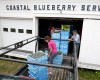FILE- In this July 27, 2012, file photo Paul Sweetland, manager of Coastal Blueberry Services, right, receives a truckload of wild blueberries from Marrisa Cox and Joseph Bailey in Union, Maine. The state's congressional delegation told the Associated Press on Thursday, April 14, 2016 that The Dept. of Agriculture will buy up to 30 million pounds of blueberries to help stabilize prices and supply in one of Maine's signatures industries. The $13 million bailout could help spell the end of low prices to consumers on wild blueberries. (AP Photo/Robert F. Bukaty, file)