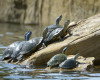 In this photo taken Thursday, April 14, 2016, turtles climb out of the water at the refurbished Boys Ranch Lake in Bedford, Texas.  The city built special ramps so that the turtles and ducks can get out of the water. (Max Faulkner/Star-Telegram via AP)  MAGS OUT; (FORT WORTH WEEKLY, 360 WEST); INTERNET OUT; MANDATORY CREDIT