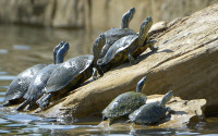 In this photo taken Thursday, April 14, 2016, turtles climb out of the water at the refurbished Boys Ranch Lake in Bedford, Texas.  The city built special ramps so that the turtles and ducks can get out of the water. (Max Faulkner/Star-Telegram via AP)  MAGS OUT; (FORT WORTH WEEKLY, 360 WEST); INTERNET OUT; MANDATORY CREDIT