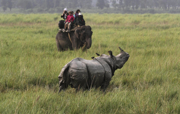 FILE - In this Nov. 1, 2013 file photo, tourists on an elephant watch a one-horned rhinoceros inside the Kaziranga national park, about 250 kilometers (155 miles) east of Gauhati, India. With the Duke and Duchess of Cambridge set to visit the world’s largest one-horn rhino park in remote northeastern India, conservationists hope the British royals can help raise global alarms about how black-market demand for rhino horns and other animal parts is fueling illegal poaching and pushing species to the brink. (AP Photo/Anupam Nath, File)