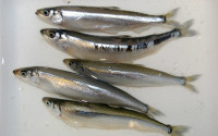 In this Aug. 26, 2009, photo provided by NOAA Fisheries, surf smelt that were collected as part of a study of rhinoceros auklet diet and forage fish on the outer coast and inland waters of Washington are seen. The federal government has finalized a West Coast ban on new commercial fishing for forage fish, the small fish that bigger fish, seabirds and marine mammals depend on for food. NOAA Fisheries says the move is needed to proactively protect the little fish that play such a critical role in the marine food web. (Tom Good/NOAA Fisheries via AP)
