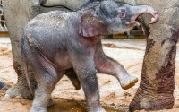 A new born baby elephant walks in the enclosure with its mother Janita at the zoo in Prague, Czech Republic, Tuesday, April 5, 2016. Zoo director Miroslav Bobek says the mother Janita gave birth to the male calf early Tuesday. It has yet to be named. (Miroslav Bobek, Zoo Praha via AP)