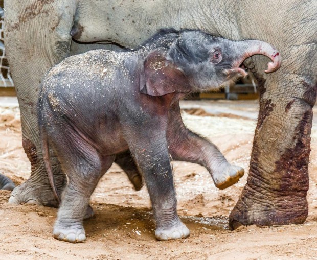 A new born baby elephant walks in the enclosure with its mother Janita at the zoo in Prague, Czech Republic, Tuesday, April 5, 2016. Zoo director Miroslav Bobek says the mother Janita gave birth to the male calf early Tuesday. It has yet to be named. (Miroslav Bobek, Zoo Praha via AP)