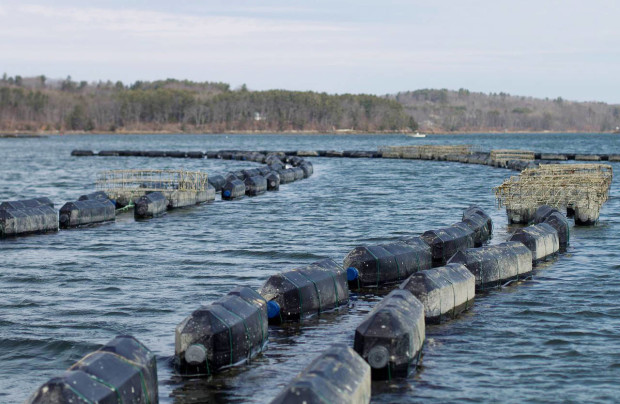 In this photo taken Thursday, March 31, 2016, cages containing oysters float on the Damariscotta River in Walpole, Maine. Mook Sea Farm and the University of New Hampshire are working together to monitor and adapt to changes in water chemistry caused by climate change. Mook is now pushing for expanding such monitoring to the rest of the Maine coast so others can better mitigate and adapt to the impacts of climate change. (AP Photo/Holly Ramer)