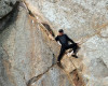 In this photo provided by Bob Isenberg, Michael Banks is stranded on a ledge some 80 feet off the ground on Morro Rock, e a landmark in Morro Bay, Calif., Thursday, April 7, 2016. He had scaled the rock to make an Internet proposal to his girlfriend - who said yes - but then got stuck on a ledge and couldn't get down. A helicopter had to be called, and Morro Bay Fire Department Capt. Todd Gailey was lowered by cable to pluck Banks and take him to safety.(Bob Isenberg via AP)