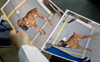 Before and after photos are shown Thursday April 7, 2016 of a boxer named Brewster cared for at the American Society for the Prevention of Cruelty to Animals (ASPCA ) forensic unit, after he was dropped off last year by a good Samaritan who said he found the starving animal in a park, in New York. The ASPCA forensic veterinarians work with the New York Police Department to capture evidence and punish animal abusers. (AP Photo/Bebeto Matthews) (AP Photo/Bebeto Matthews)