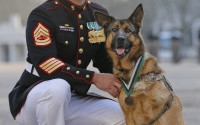 Gunnery sergeant Christopher Willingham, of Tuscaloosa, Alabama, USA, poses with US Marine dog Lucca, after receiving the PDSA Dickin Medal, awarded for animal bravery, equivalent of the Victoria Cross, at Wellington Barracks in London, Tuesday, April 5, 2016.  The 12-year-old German Shepherd lost her leg on 23 March 2012, in Helmand Province, Afghanistan, when Lucca discovered a 30lb improvised explosive device (IED) and as she searched for additional IEDs, a second device detonated, instantly loosing her front left leg. Lucca completed over 400 separate missions in Iraq and Afghanistan during six years of active service protected the lives of thousands of troops, with her heroic actions recognised by the UK's leading veterinary charity, PDSA, with the highest award any animal in the world can achieve while serving in military conflict. (AP Photo/Frank Augstein)