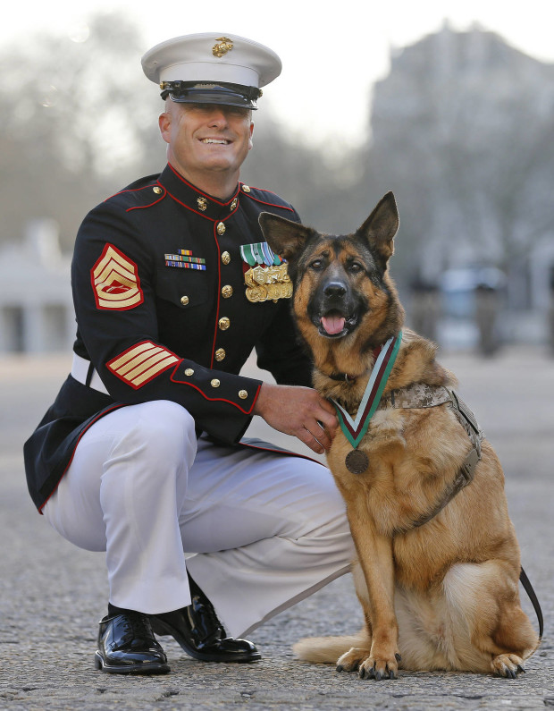 Gunnery sergeant Christopher Willingham, of Tuscaloosa, Alabama, USA, poses with US Marine dog Lucca, after receiving the PDSA Dickin Medal, awarded for animal bravery, equivalent of the Victoria Cross, at Wellington Barracks in London, Tuesday, April 5, 2016.  The 12-year-old German Shepherd lost her leg on 23 March 2012, in Helmand Province, Afghanistan, when Lucca discovered a 30lb improvised explosive device (IED) and as she searched for additional IEDs, a second device detonated, instantly loosing her front left leg. Lucca completed over 400 separate missions in Iraq and Afghanistan during six years of active service protected the lives of thousands of troops, with her heroic actions recognised by the UK's leading veterinary charity, PDSA, with the highest award any animal in the world can achieve while serving in military conflict. (AP Photo/Frank Augstein)