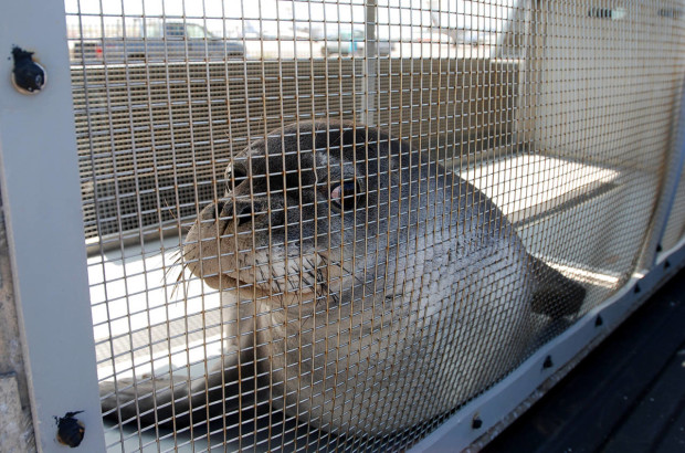 ADDS MONK SEAL TO THE SUBJECT - An endangered Hawaiian monk seal looks out from her container as she is transported from Hawaii’s Big Island to Honolulu, Thursday, April 14, 2016, in Kailua-Kona, Hawaii. Seven seal were found either abandoned or malnourished and were rescued by federal officials and then rehabilitated at a marine mammal hospital on the Big Island. The Coast Guard picked them up and flew them back to Honolulu Thursday for the first leg of their trip back to their native Northwestern Hawaiian Islands. (AP Photo/Caleb Jones)