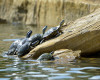 In this photo taken Thursday, April 14, 2016, turtles climb out of the water at the refurbished Boys Ranch Lake in Bedford, Texas.  The city built special ramps so that the turtles and ducks can get out of the water. (Max Faulkner/Star-Telegram via AP)  MAGS OUT; (FORT WORTH WEEKLY, 360 WEST); INTERNET OUT; MANDATORY CREDIT (REV-SHARE)   (ONLN OUT; IONLN OUT - MBI)