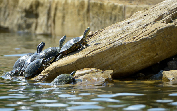 In this photo taken Thursday, April 14, 2016, turtles climb out of the water at the refurbished Boys Ranch Lake in Bedford, Texas.  The city built special ramps so that the turtles and ducks can get out of the water. (Max Faulkner/Star-Telegram via AP)  MAGS OUT; (FORT WORTH WEEKLY, 360 WEST); INTERNET OUT; MANDATORY CREDIT (REV-SHARE)   (ONLN OUT; IONLN OUT - MBI)
