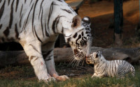 FILE - In this Saturday, Feb. 11, 2012, file photo, Khushi, a white tigress, plays with her newborn cub at the state zoological park in Gauhati, India. Countries with wild tiger populations have agreed to do more to protect tiger habitats that are shrinking drastically because of deforestation and urban sprawl, conservationists said Friday,  April 15, 2016. Representatives from the 13 Asian countries with tigers, meeting this week in New Delhi, issued a resolution acknowledging that the forests in which tigers live are inherently valuable themselves and worthy of protection. (AP Photo/Anupam Nath, File)