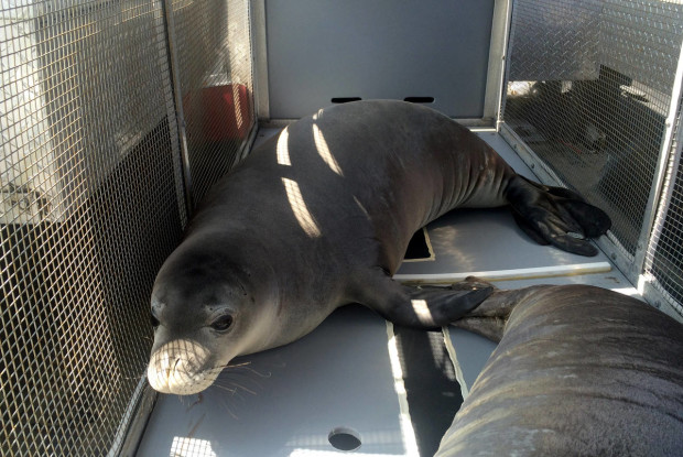 An endangered Hawaiian monk seal looks out from her container as she is transported from Hawaii’s Big Island to Honolulu, Thursday, April 14, 2016, in Kailua-Kona, Hawaii. Seven seal were found either abandoned or malnourished and were rescued by federal officials and then rehabilitated at a marine mammal hospital on the Big Island. The Coast Guard picked them up and flew them back to Honolulu on Thursday for the first leg of their trip back to their native Northwestern Hawaiian Islands. (AP Photo/Caleb Jones)