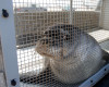 An endangered Hawaiian looks out from her container as she is transported from Hawaii’s Big Island to Honolulu, Thursday, April 14, 2016, in Kailua-Kona, Hawaii. Seven seal were found either abandoned or malnourished and were rescued by federal officials and then rehabilitated at a marine mammal hospital on the Big Island. The Coast Guard picked them up and flew them back to Honolulu Thursday for the first leg of their trip back to their native Northwestern Hawaiian Islands. (AP Photo/Caleb Jones)