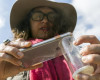 Lila Higgins, who heads the center's citizen-science program, photographs a European honey bee with her iPhone's camera at the Urban Nature Research Center gardens at Los Angeles' Natural History Museum, on Wednesday, April 13, 2016. BioSCAN, the world's largest urban biodiversity study is counting on the thousands of citizen-scientists across Southern California. They trained about 400 volunteers who came to the center last spring, some who left with backyard traps. They are encouraging everyone with a smartphone to snap a photo of any interesting bug, reptile or plant they find in their backyard and send it to them. (AP Photo/Damian Dovarganes)