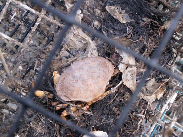This Feb. 26, 2016 photo shows a dead crab inside a discarded crab trap that was retrieved from Barnegat Bay in Waretown, N.J. Efforts are under way around the world to remove discarded fishing equipment from waterways, where it can kill marine animals and present a hazard to navigation. Recommended solutions include degradable panels on traps that will quickly break down and allow marine life to escape. (AP Photo/Wayne Parry)