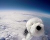 Sam the cuddly toy dog  flies high in the sky after taking off from Morecambe, England Tuesday April 5, 2016 attached to a special camera and a helium balloon. Sending the toy dog into the sky was part of a science project by Morecambe Bay Community Primary School which joined forces with a local hotel . The toy dog reached an altitude of 12 miles above the earth's surface. (Morecambe Bay Community Primary School and English Lakes Hotels Resorts & Venues via  AP) TV OUT