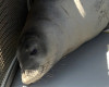 An endangered Hawaiian monk seal looks out from her container as she is transported from Hawaii’s Big Island to Honolulu, Thursday, April 14, 2016, in Kailua-Kona, Hawaii. Seven seal were found either abandoned or malnourished and were rescued by federal officials and then rehabilitated at a marine mammal hospital on the Big Island. The Coast Guard picked them up and flew them back to Honolulu on Thursday for the first leg of their trip back to their native Northwestern Hawaiian Islands. (AP Photo/Caleb Jones)