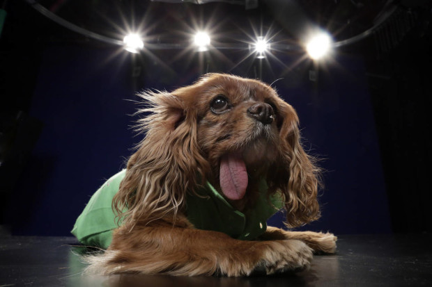 Toast, a 10-year-old a Cavalier King Charles spaniel puppy mill rescue, poses for photos, in New York, Tuesday, April 5, 2016. Toast has amassed about 350,000 followers on Instagram. Now, she models for fashion and photo shoots, including a stint as the fuzzy face of Karen Walker's eyewear collection for spring 2015. (AP Photo/Richard Drew)