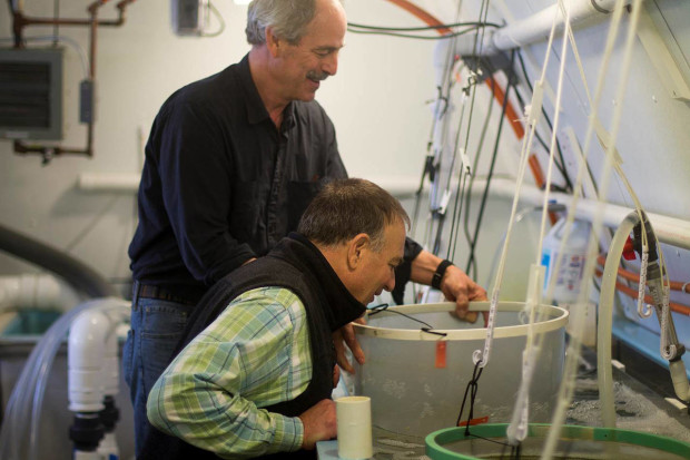 In this photo taken Thursday, March 31, 2016, Oyster hatchery owner Bill Mook, standing, and Joe Salisbury, an associate professor of oceanography at the University of New Hampshire, view young oysters being grown at Mook Sea Farm in Walpole, Maine. Mook teamed up with researchers at the University of New Hampshire to install a monitoring system that helps him manipulate growing conditions and give his oysters a better start. (AP Photo/Holly Ramer)