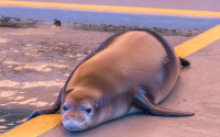 In this March 21, 2016. photo, Puka, an endangered Hawaiian monk seal, rests after being treated at the Marine Mammal Center’s Big Island seal hospital in Kailua-Kona, Hawaii.Seven seals were found either abandoned or malnourished and were rescued by federal officials and then rehabilitated at the marine hospital. The Coast Guard picked them up and flew them back to Honolulu Thursday, April 14, 2016 for the first leg of their trip back to their native Northwestern Hawaiian Islands. (The Marine Mammal Center, Julie Steelman via AP)