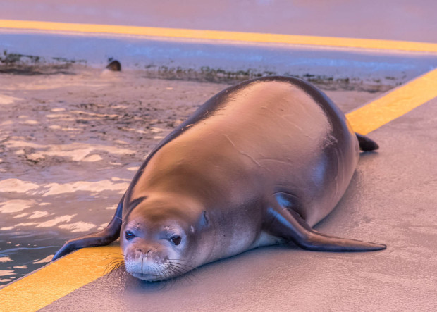 In this March 21, 2016. photo, Puka, an endangered Hawaiian monk seal, rests after being treated at the Marine Mammal Center’s Big Island seal hospital in Kailua-Kona, Hawaii.Seven seals were found either abandoned or malnourished and were rescued by federal officials and then rehabilitated at the marine hospital. The Coast Guard picked them up and flew them back to Honolulu Thursday, April 14, 2016 for the first leg of their trip back to their native Northwestern Hawaiian Islands. (The Marine Mammal Center, Julie Steelman via AP)