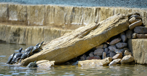 In this photo taken Thursday, April 14, 2016, turtles climb out of the water at the refurbished Boys Ranch Lake in Bedford, Texas.  The city built special ramps so that the turtles and ducks can get out of the water. (Max Faulkner/Star-Telegram via AP)  MAGS OUT; (FORT WORTH WEEKLY, 360 WEST); INTERNET OUT; MANDATORY CREDIT