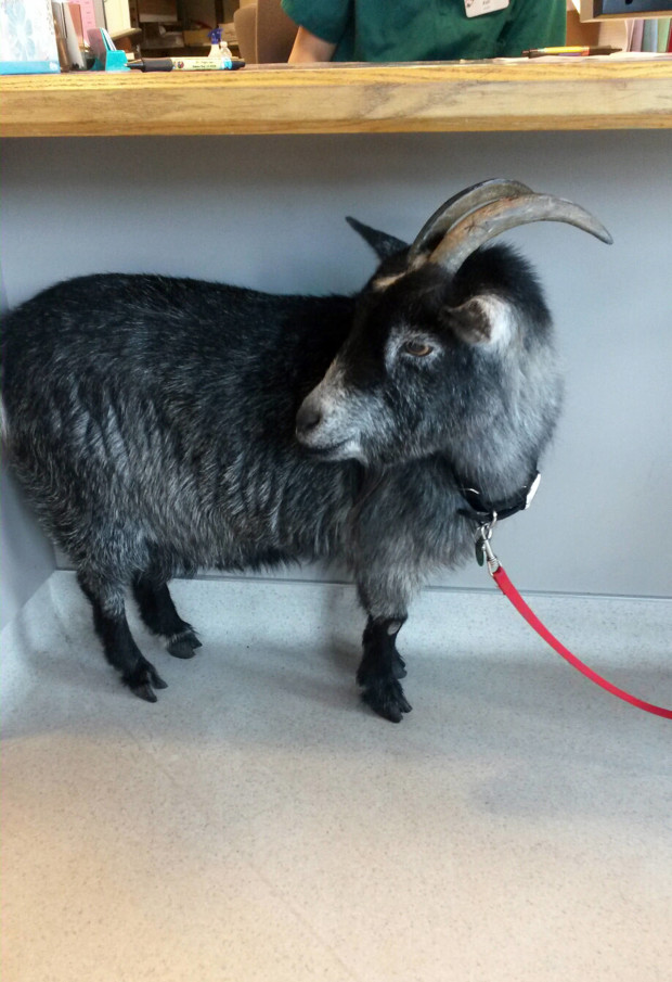 This photo provided by the Rohnert Park, Calif., Department of Public Safety shows a goat that wandered into a Starbucks in the Northern California town Sunday, April 10, 2016. Rohnert Park police Sgt. Rick Bates said employees who were opening the store tried to give the goat a banana, but the animal kept walking into the coffee shop and started chewing on a box. Bates took the goat into custody and brought it to an animal shelter.(Sgt. Rick Bates/Rohnert Park Department of Public Safety via AP)
