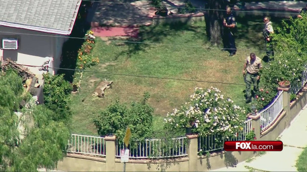 In this image taken from video provided by KTTV-TV/Foxla.com, animal control officers and a police officer stand watch over a mountain lion that has been tranquilized in the yard of a home near John F. Kennedy High School in the Granada Hills area of Los Angeles Friday, April 15, 2016. Students and teachers at Kennedy missed their lunch break after the mountain lion strolled onto campus, and students and teachers secured themselves in their classrooms. The animal was tranquilized after wandering into a nearby yard.  (KTTV-TV/Foxla.com via AP) TV OUT, MANDATORY CREDIT