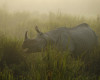 FILE - In this Dec. 3, 2012 file photo, a one-horned rhinoceros stands in the Kaziranga National Park, a wildlife reserve that provides refuge to more than 2,200 endangered Indian one-horned rhinoceros, in the northeastern Indian state of Assam. With the Duke and Duchess of Cambridge set to visit the world’s largest one-horn rhino park in remote northeastern India, conservationists hope the British royals can help raise global alarms about how black-market demand for rhino horns and other animal parts is fueling illegal poaching and pushing species to the brink. (AP Photo/Anupam Nath, File)