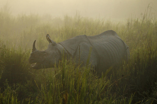 FILE - In this Dec. 3, 2012 file photo, a one-horned rhinoceros stands in the Kaziranga National Park, a wildlife reserve that provides refuge to more than 2,200 endangered Indian one-horned rhinoceros, in the northeastern Indian state of Assam. With the Duke and Duchess of Cambridge set to visit the world’s largest one-horn rhino park in remote northeastern India, conservationists hope the British royals can help raise global alarms about how black-market demand for rhino horns and other animal parts is fueling illegal poaching and pushing species to the brink. (AP Photo/Anupam Nath, File)