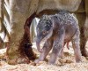 A new born baby elephant walks in the enclosure with its mother Janita at the zoo in Prague, Czech Republic, Tuesday, April 5, 2016. Zoo director Miroslav Bobek says the mother Janita gave birth to the male calf early Tuesday. It has yet to be named. (Miroslav Bobek, Zoo Praha via AP)