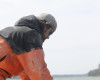 In this photo taken Thursday March 31, 2016, Jeff Auger flips over a cage containing oysters on the Damariscotta River in Walpole, Maine. Auger works for Mook Sea Farm, a hatchery that has partnered with the University of New Hampshire to study the effects of climate change on shellfish. Greenhouse gas emissions blamed for global warming also are making the ocean more acidic, which can interfere with the ability of shellfish like oysters to develop their shells. (AP Photo/Holly Ramer)