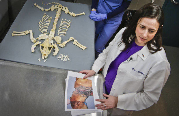 Dr. Laura Niestat, one of three veterinarians with the American Society for the Prevention of Cruelty to Animals (ASPCA ) forensic unit, holds photo evidence of a dog missing layers of skin from a tight collar, Thursday April 7, 2016, in New York. The New York based ASPCA unit works with the New York Police Department to capture evidence and punish animal abusers. (AP Photo/Bebeto Matthews)