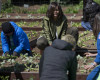 First lady Michelle Obama, center, and students from across the country, plant vegetables during the eight annual White House Kitchen Garden planting on the South Lawn of the White House in Washington, Tuesday, April 5, 2016. On the right is Debra Eschmeyer, Executive Director of Let's Move! program. (AP Photo/Pablo Martinez Monsivais)