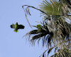 In this Wednesday, March 30, 2016 photo, a parrot flies from a palm tree in a San Diego neighborhood. U.S. researchers are launching studies on Mexico’s red crowned parrot  - a species that has been adapting so well to living in cities in California and Texas after escaping from the pet trade that the population may now rival that in its native country. (AP Photo/Gregory Bull)