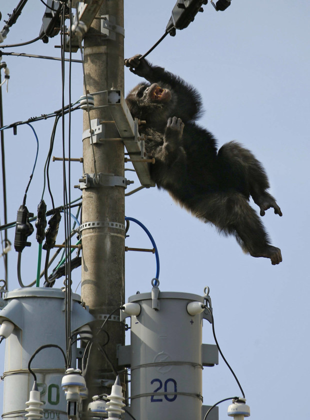 Chacha, the male chimp, falls off an electric pole, after being hit by a sedative arrow in Sendai, northern Japan, Thursday, April 14, 2016.  The chimpanzee was the loose nearly two hours Thursday after it disappeared from the Yagiyama Zoological Park in Sendai, the city that's hosting finance ministers from the Group of Seven industrialized nations in May. (Kyodo News via AP) JAPAN OUT, MANDATORY CREDIT