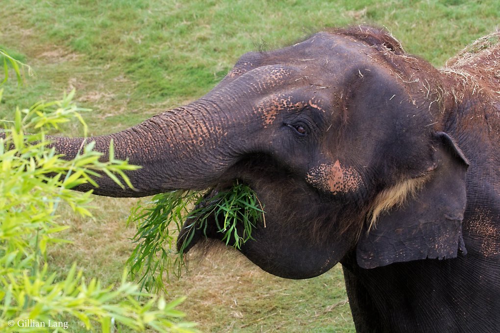 Do zoos actually do anything to help at-risk elephants in the wild