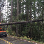 Crews in Mason County are cleaning up a downed tree.