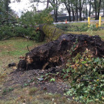 Camp Murray trees just as susceptible to toppling in the wind as anywhere else. (WA Emergency Management) 
