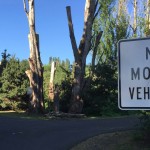 The old Duwamish Drive-In was once lined with poplars; many of the snags still 
stand, including these along the Green River Trail, which now winds along wha
t 
used to be the very back of the vehicle area at the old theatre. (Feliks Banel)