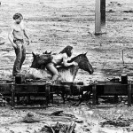 Bob Brown, left, and his brother John attempt to lead three horses to safety out of the Weyerhaeuser 19 mile yard log in Kid Valley, Wash. The yard was flooded by the Toutle River following the eruption of Mount St. Helens. (AP)