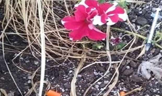 A Southside Elementary student found a needle in a flower bed on Tuesday. The student's family didn...