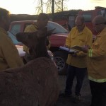 Buttons the elk hangs out with firefighters near Cle Elum. (Kittitas County Fire District 7)