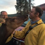 Buttons the elk hangs out with firefighters near Cle Elum. (Kittitas County Fire District 7)