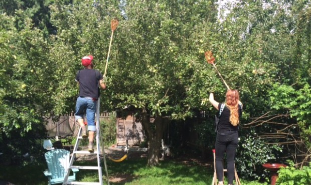 City Fruit harvest manager, Luke Jesperson, picks apples with a volunteer. (Photo by Rachel Belle)...