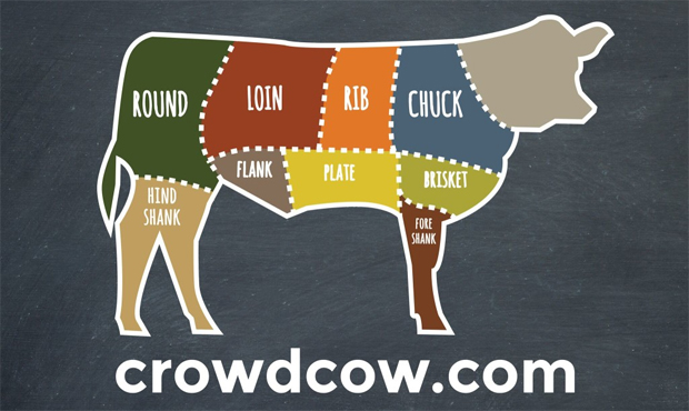 crowd cow...