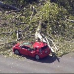 An uprooted tree fell onto a car traveling southbound on I-5 Wednesday. (KIRO 7)